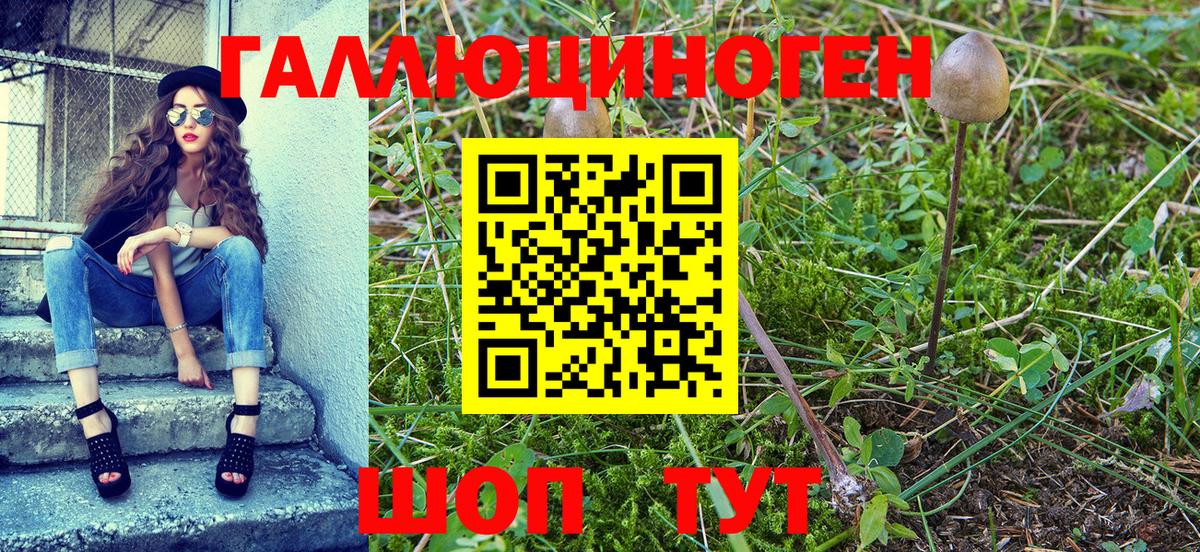 Псилоцибиновые грибы Psilocybe Муром